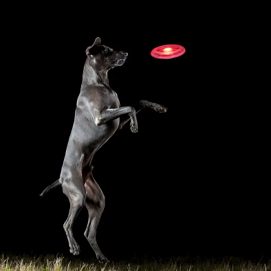 Frisbee lumineux pour chien jouet LED